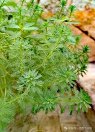 「粉綠狐尾藻」的圖片搜尋結果