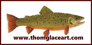 Image result for Albula glossodonta