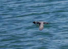 Image result for Synthliboramphus antiquus