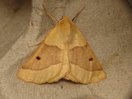 Attēlu rezultāti vaicājumam “Crocallis elinguaria”