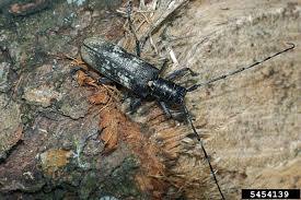 Attēlu rezultāti vaicājumam “Monochamus urussovi”