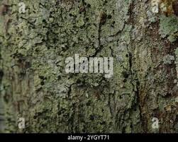 Attēlu rezultāti vaicājumam “Calicium viride”