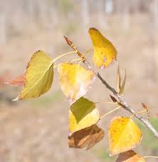 Attēlu rezultāti vaicājumam “Populus nigra leaf”