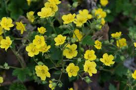 Attēlu rezultāti vaicājumam “Waldsteinia geoides”