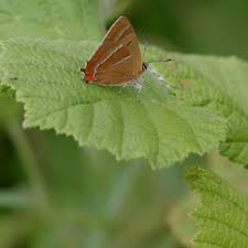 Attēlu rezultāti vaicājumam “Thecla betulae male”