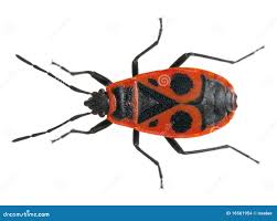 Attēlu rezultāti vaicājumam “Pyrrhocoris apterus”
