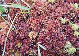 Attēlu rezultāti vaicājumam “Encalypta streptocarpa sporophyte”