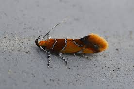 Attēlu rezultāti vaicājumam “Epicallima formosella”