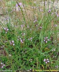 Image result for Verbena officinalis