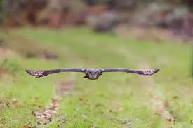 Attēlu rezultāti vaicājumam “Bubo bubo adult”