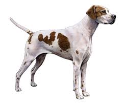 Image result for Pointers