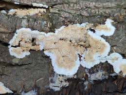 Attēlu rezultāti vaicājumam “Stemonitopsis hyperopta var. landewaldii stalked”