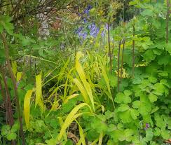 Attēlu rezultāti vaicājumam “Milium effusum flower”