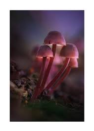 Attēlu rezultāti vaicājumam “Mycena haematopus”