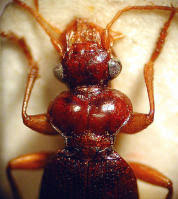 Attēlu rezultāti vaicājumam “Leistus terminatus”