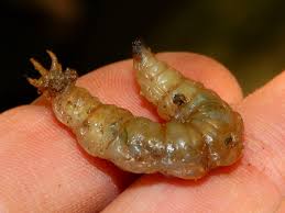 Attēlu rezultāti vaicājumam “Tipulidae larva”