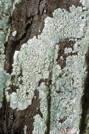 Attēlu rezultāti vaicājumam “Lepraria”