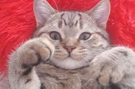 Image result for site:buyreklama.ru/*