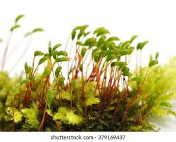 Attēlu rezultāti vaicājumam “Ceratodon purpureus”