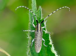 Attēlu rezultāti vaicājumam “Agapanthia villosoviridescens”