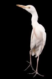 Attēlu rezultāti vaicājumam “Bubulcus ibis”