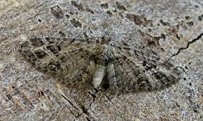 Attēlu rezultāti vaicājumam “Eupithecia exiguata”