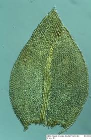 Attēlu rezultāti vaicājumam “Abietinella abietina var. hystricosa”