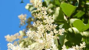 Attēlu rezultāti vaicājumam “Syringa reticulata subsp. amurensis flower”