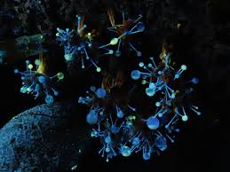 Attēlu rezultāti vaicājumam “Polycephalomyces tomentosus”