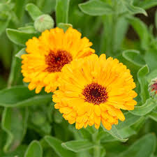 Attēlu rezultāti vaicājumam “Calendula officinalis”