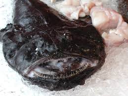 Image result for Lophius americanus