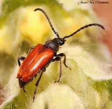 Attēlu rezultāti vaicājumam “Pseudovadonia livida”