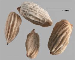 Attēlu rezultāti vaicājumam “Odontites vulgaris fruit”