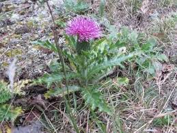 Attēlu rezultāti vaicājumam “Cirsium acaule fruit”