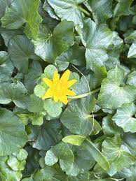 Attēlu rezultāti vaicājumam “Ficaria verna flower”