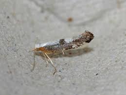 Attēlu rezultāti vaicājumam “Argyresthia spinosella”