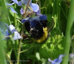 Attēlu rezultāti vaicājumam “Psithyrus sylvestris”