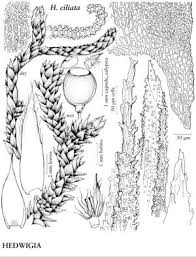 Attēlu rezultāti vaicājumam “Hedwigia ciliata”