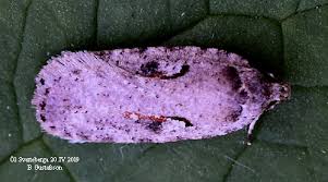 Attēlu rezultāti vaicājumam “Agonopterix ocellana”