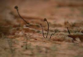 Attēlu rezultāti vaicājumam “Chaenotheca phaeocephala”