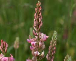 Image result for Onobrychis viciifolia