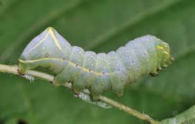 Attēlu rezultāti vaicājumam “Amphipyra perflua”