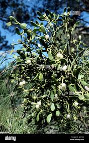 Attēlu rezultāti vaicājumam “Viscum album fruit”