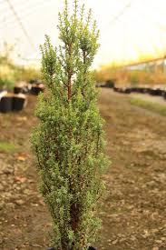 Attēlu rezultāti vaicājumam “Juniperus communis”