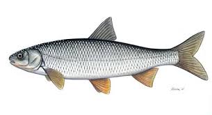 Image result for Rutilus rutilus