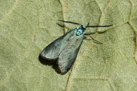 Attēlu rezultāti vaicājumam “Adscita statices”