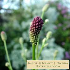 Attēlu rezultāti vaicājumam “Sanguisorba officinalis bud”