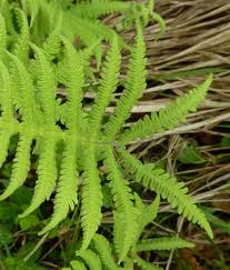 Attēlu rezultāti vaicājumam “Phegopteris connectilis”