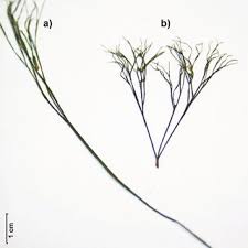 Attēlu rezultāti vaicājumam “Batrachium circinatum leaf”