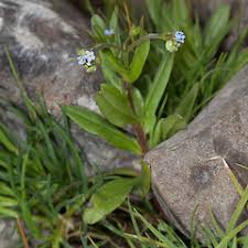 Attēlu rezultāti vaicājumam “Myosotis laxa subsp. baltica leaf”